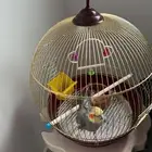للبيع عصفور كروان