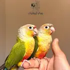 حبتين كنيور اليفه جدا  جدا  جدا  ادخل وشوف