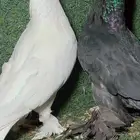حمام تب التب