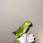 بغبغاء هندية