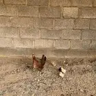 حمام ودجاجه مفرخه