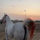 حصان