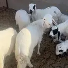 غنم سواكن مرابي اكثر من شهرين