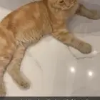 قط لقيته ضايع