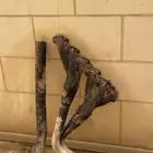 هدرز فتك وجنوط التيما