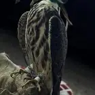 بكه