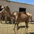 قعدان لبانيه على الشرط نظافه وشي فاخر