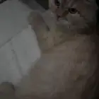 قطه انثى شيرازي للتبني