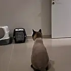 قط سيامي معقم