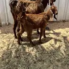 عنز سنه جذعه بتجي ثانيه تحته جفره طيبه