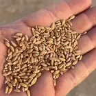 قمح بر معيه هلباء صماء