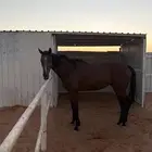 حصان