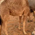 قعود قصب للبيع