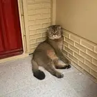 سكوتش فولد للبيع