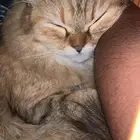 شيرازي انثى