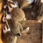 ارانب طيباات