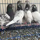 قطايف وباكستاني