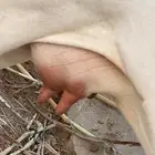 بسم الله اعرض لكم بقره ام ثالث اورابع معها عجل عمره يمكن 3