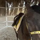 مربط العاديات لتدريب على الخيل العربية الأصيلة .
