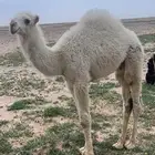 تم  البيع تم  البيع