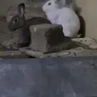 ارانب امهات 10 اناث وذكرين