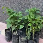 شتلات جهنميه 5 ريال