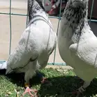 حمام باكستاني