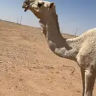 لقحه وضحا طيبه