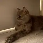 قطه انثى للتبني