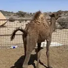 حاشي للبيع