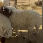 ذبائح