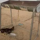 حياض طعام مرتفعه للإبل