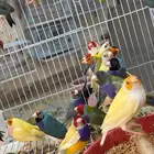 عرض ازوج قولدن فينش جمله قطاعي