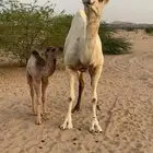 ناقه خلفه