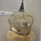 الرياض
