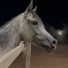 خيل شعبي