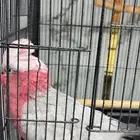 بغبغاء كوكاتو امبريلا من اجود انواع الطيور