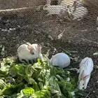 ارنب قرنسي العدد فوق 20