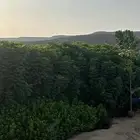 شتلات زينه وشوكيات جميع الانواع والمقاسات
