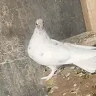 حمام شماسيه هزازيه