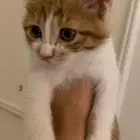 قطط تبني