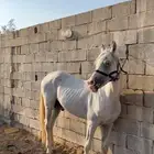 حصان شعبي شيخ