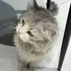 قطة بيت