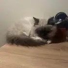 قطه