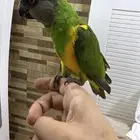 ذكر سنغالي اليف