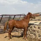 مهره شعبيه للبيع