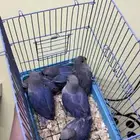 فروووخ روززز