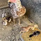 دجاج باكستاني سندي