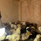 صيصان بلدي شرط صحه ونظافه ماشاءالله الموقع الأحساء القرين