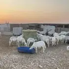 حريات جمله العدد 72